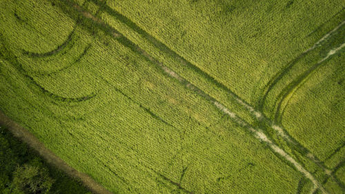 Full frame shot of crops on field