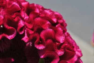 Close-up of red flowers