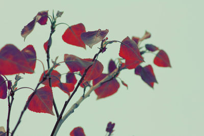 Close-up of red flowering plant against sky