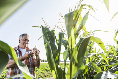 Senior farmer in a field examining maize plant