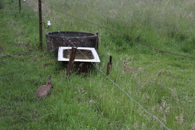 Bird on grass in field