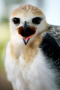 Close-up portrait of owl