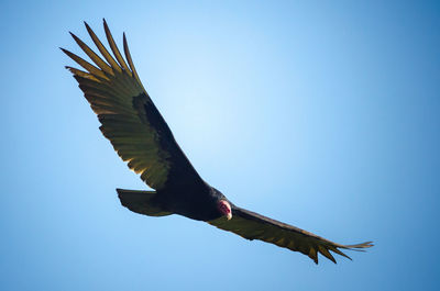 Turkey vulture - cathartes aura flying