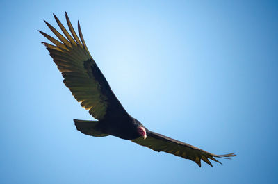 Low angle view of a bird flying