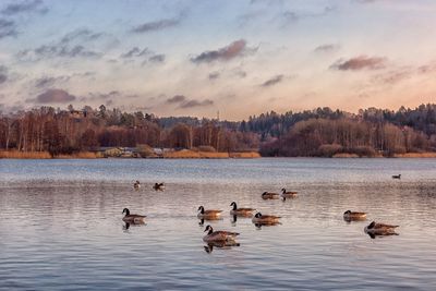 Ducks swimming in lake