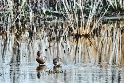 Ducks swimming in lake