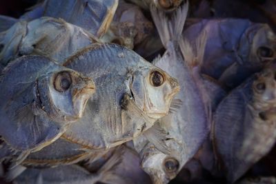 High angle view of fish for sale in market