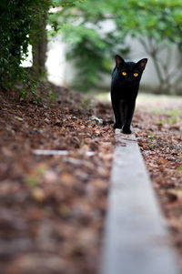 Portrait of black cat walking on dirt road