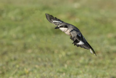 Close-up of a bird flying