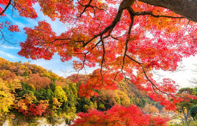 Low angle view of autumnal trees against sky