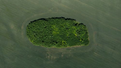 High angle view of plant on land