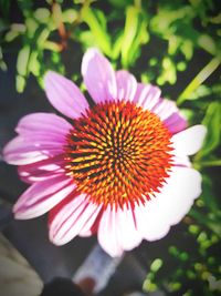 Close-up of purple coneflower blooming outdoors