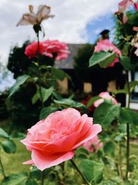 Close-up of pink rose