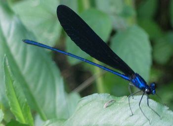 Close-up of damselfly on leaf