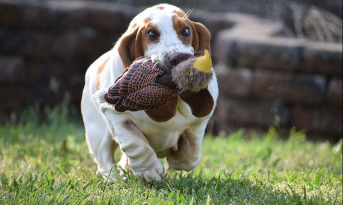 View of a dog playing in field