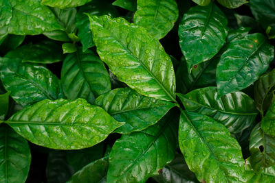 Full frame shot of fresh green leaves