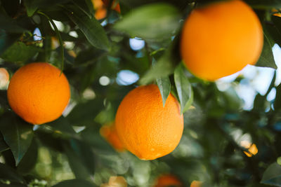 Close-up of orange fruits on tree