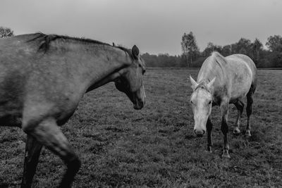 Horses standing in ranch