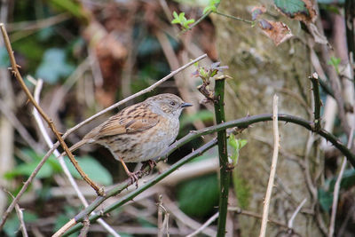 Close-up of bird perching on branch