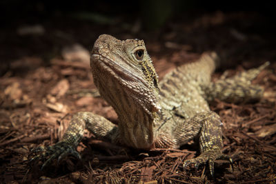 Close-up of lizard