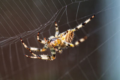 Close-up of spider on web