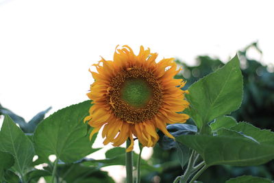 Close-up of sunflower on plant