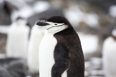 Close-up of penguin