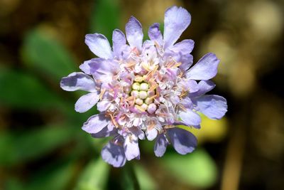 Close-up of purple flowering plant