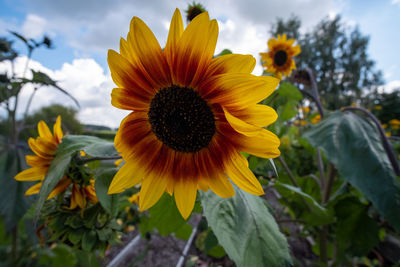 Close-up of sunflower against sky