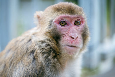 Close-up of monkey