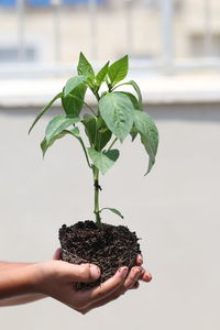 Hand holding potted plant