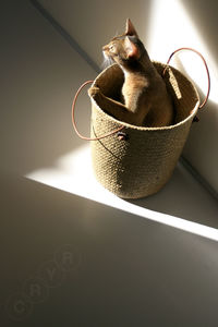 High angle view of cat hiding in basket at home