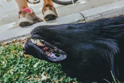 Low section of man with dog