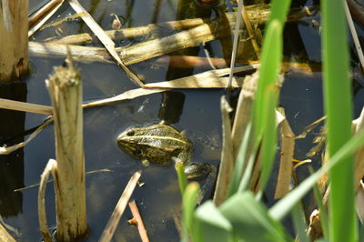 Close-up of frog on log