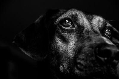 Close-up portrait of horse against black background