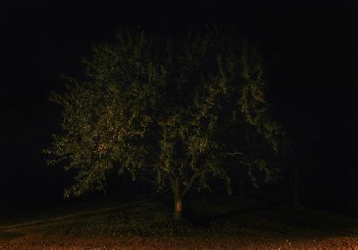 Trees at night