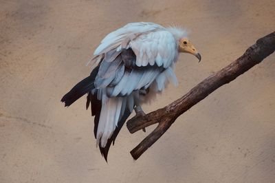 Close-up of bird