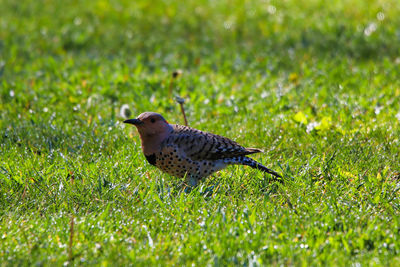 Bird perching on a field