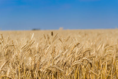 Wheat field against clear blue sky