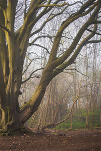 Bare trees in forest