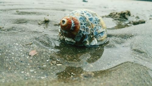 Close-up of turtle in water