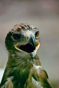 Close-up portrait of owl