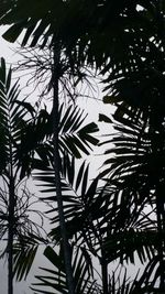 Low angle view of palm tree against sky