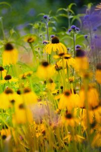 Close-up of yellow flowering plants on field