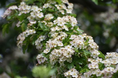 Flowers in spring 