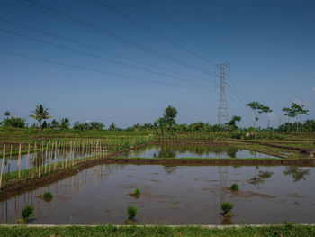 Scenic view of palm trees on field against sky