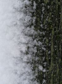 Close-up of plants in forest