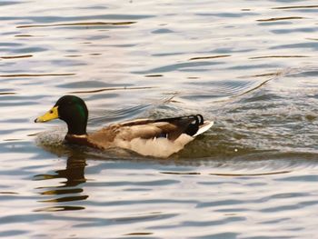 Ducks swimming on lake