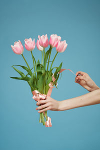 Close-up of hand holding pink flower against blue background
