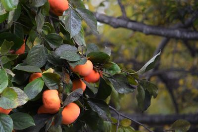 Close-up of fruits growing on tree